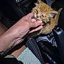 kitten, cat, orange_cat, hand, car_interior, gear_shift, seatbelt_buckle, close_up, pet, animal, feline, young_cat, human_hand, car_seat, comfort, domestic_animal, cute, small, indoor, tenderness