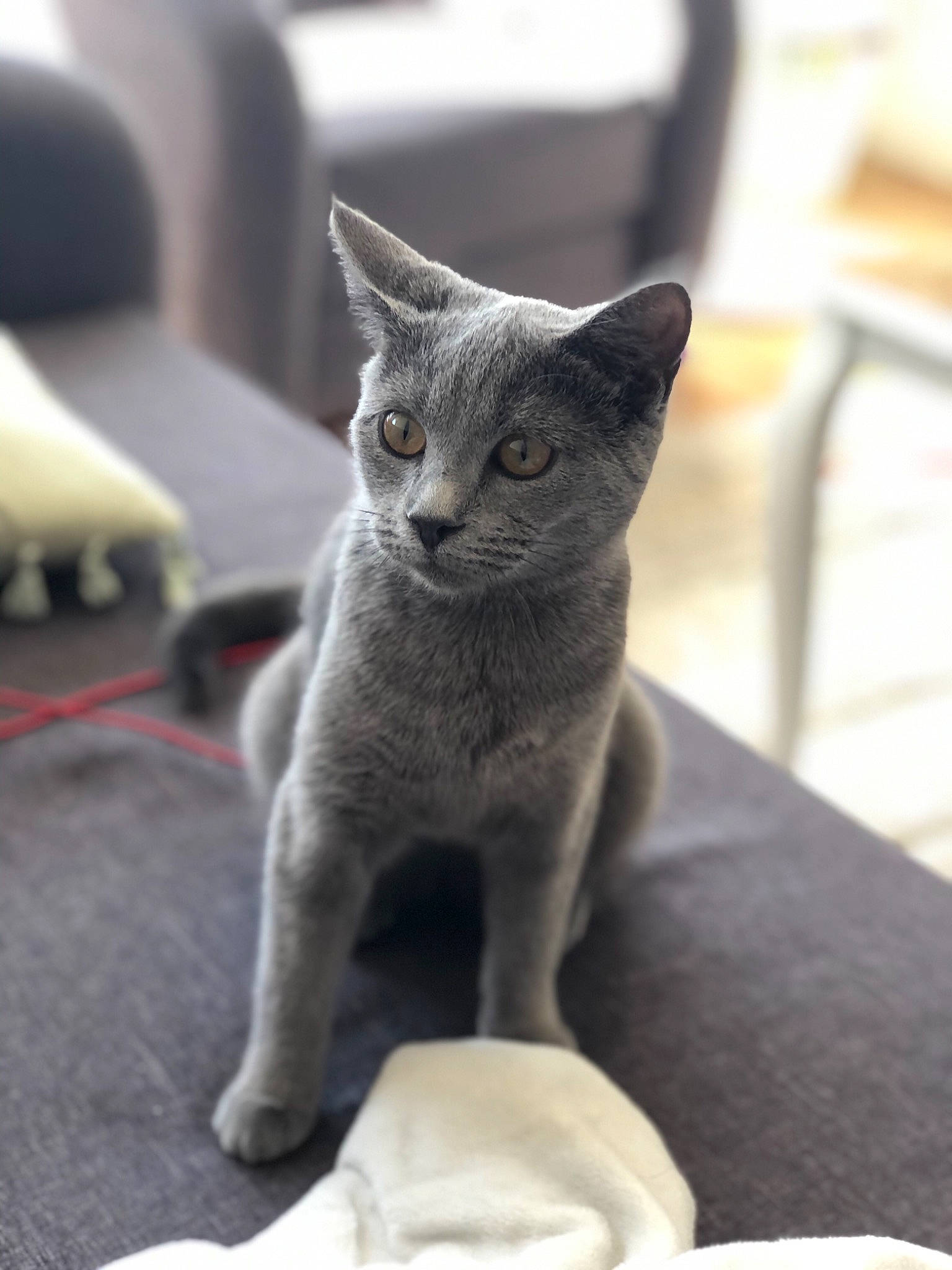 Macha a rejoint le concours — aidez-le/la à gagner de superbes lots ! carnivore, cat, comfort, domestic_short_haired_cat, felidae, fur, grey, russian_blue, sitting, small_to_medium_sized_cats, snout, tail, terrestrial_animal, whiskers