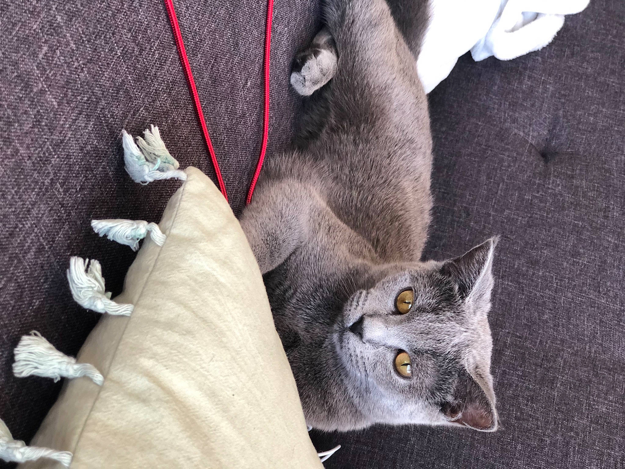 Macha a rejoint le concours — aidez-le/la à gagner de superbes lots ! carnivore, cat, claw, comfort, domestic_short_haired_cat, felidae, fur, gesture, grey, human_leg, paw, russian_blue, small_to_medium_sized_cats, snout, tail, whiskers
