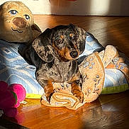 Hazel joined the competition — help win amazing prizes! animal, bed, blanket, comfort, cozy, cute, dachshund, dog, indoor, paw_print, pet, plush_toy, puppy, relaxing, shadow, small_dog, sunlight, toy, warm_light, wooden_floor