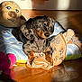 animal, bed, blanket, comfort, cozy, cute, dachshund, dog, indoor, paw_print, pet, plush_toy, puppy, relaxing, shadow, small_dog, sunlight, toy, warm_light, wooden_floor