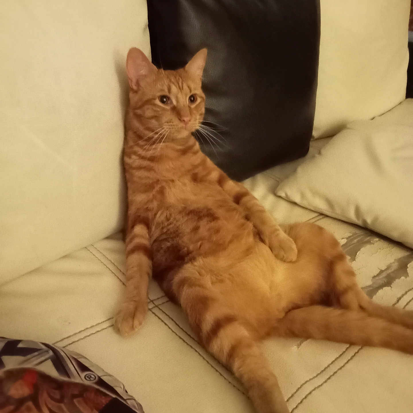 Neiko