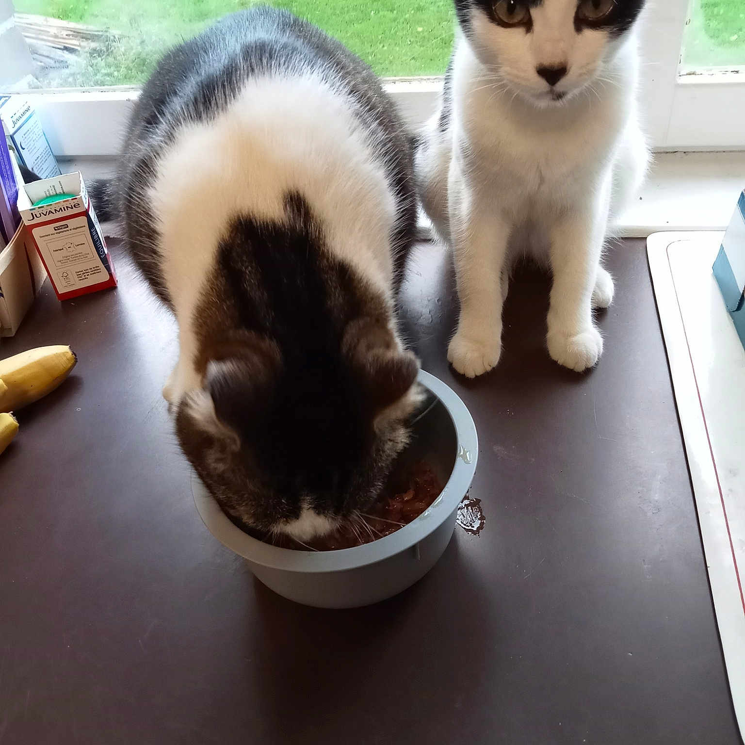 Atchoum Et Tigrou