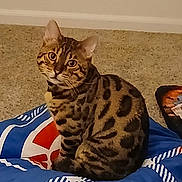 Bones joined the competition — help win amazing prizes! animal, blanket, blue_blanket, carpet, cat, curious, domestic_cat, ears, feline, floor, fur_pattern, house, indoor, looking, pet, sitting, spotted_cat, tissues, tray, whiskers