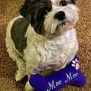 Moo Moo joined the competition — help win amazing prizes! dog, pet, toy, bone, purple, carpet, indoor, fur, black_and_white, cute, animal, small_dog, looking_up, fluffy, companion, playful, domestic, friendly, mammal, canine
