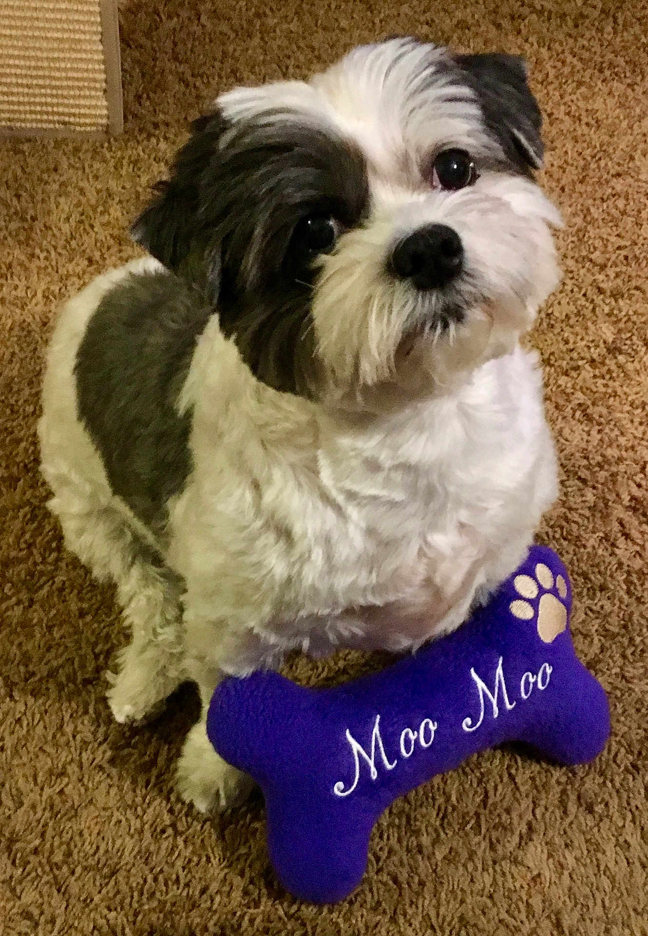 Moo Moo joined the competition — help win amazing prizes! dog, pet, toy, bone, purple, carpet, indoor, fur, black_and_white, cute, animal, small_dog, looking_up, fluffy, companion, playful, domestic, friendly, mammal, canine