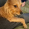 Lucy Lou is registered to the contest to win money with this photo: dog, pet, canine, golden_fur, scruffy_fur, long_hair, brown_dog, close_up, portrait, side_profile, eye, nose, ear, paw, relaxed, lying_down, couch, cushion, indoor, home