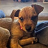 Lucy Lou is registered to the contest to win money with this photo: puppy, dog, pet, brown_fur, floppy_ears, tongue, black_nose, sitting, lying_down, couch, cushions, indoor, home, cozy, portrait, close_up, cute, relaxed, animal, photography