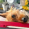 puppy, dog, brown_fur, scruffy_fur, close_up, portrait, black_nose, eye, floppy_ear, cute, adorable, pet, animal, indoors, tablet, pink_case, stylus, desk, plants, blurred_background