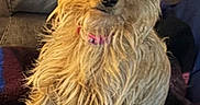Lucy Lou joined the competition — help win amazing prizes! dog, terrier, small_dog, scruffy_fur, wiry_coat, brown_fur, white_fur, sitting, head_tilt, upright_ears, floppy_ears, collar, indoor, couch, blanket, portrait, pet, animal, cozy, curious