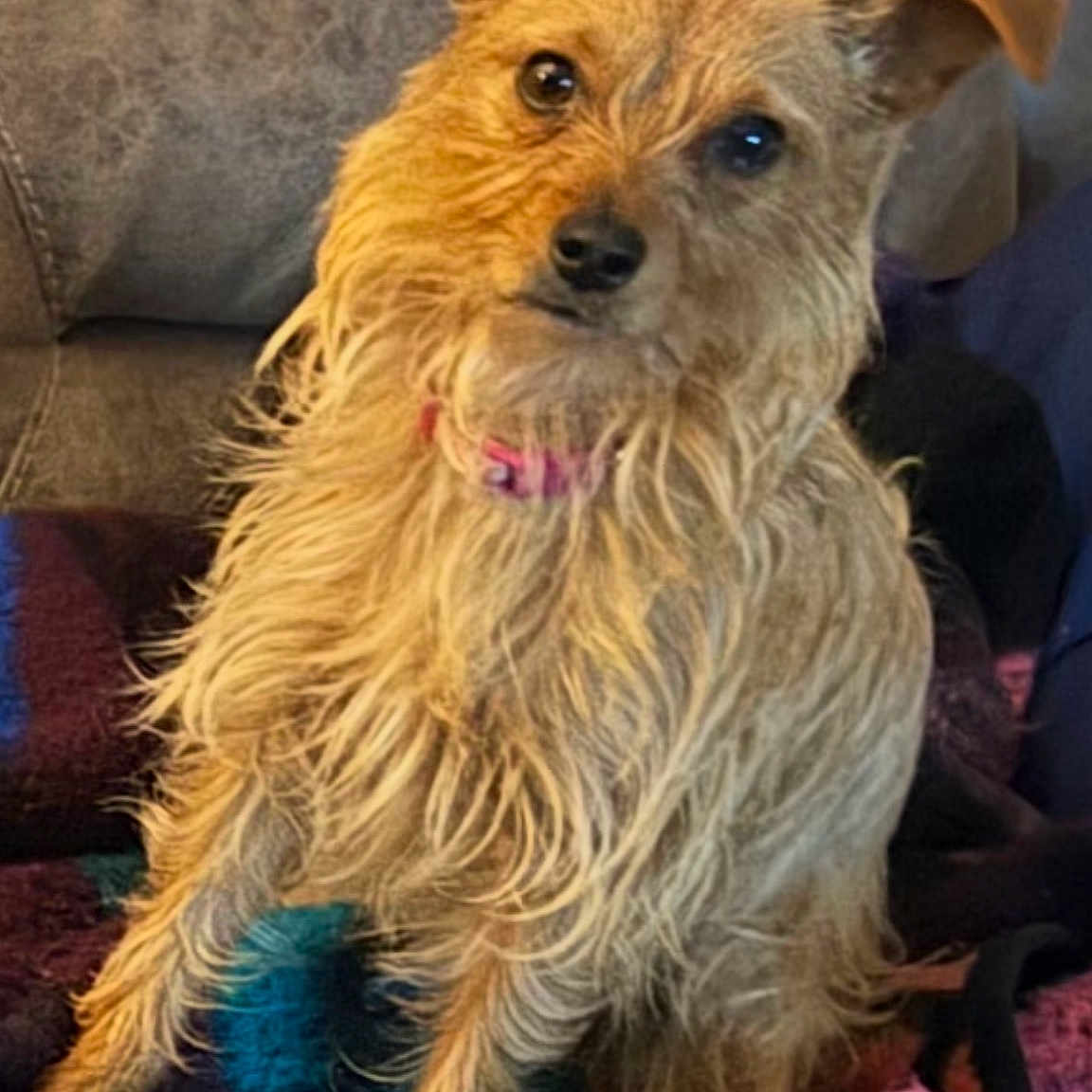 Lucy Lou