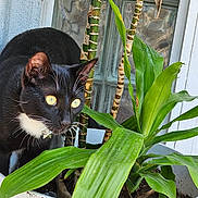 Ozzy joined the competition — help win amazing prizes! cat, black_cat, houseplant, green_leaves, pot, indoor, curious, yellow_eyes, white_wall, window, glass_blocks, close_up, pet, animal, whiskers, plant_stem, natural_light, feline, background, domestic