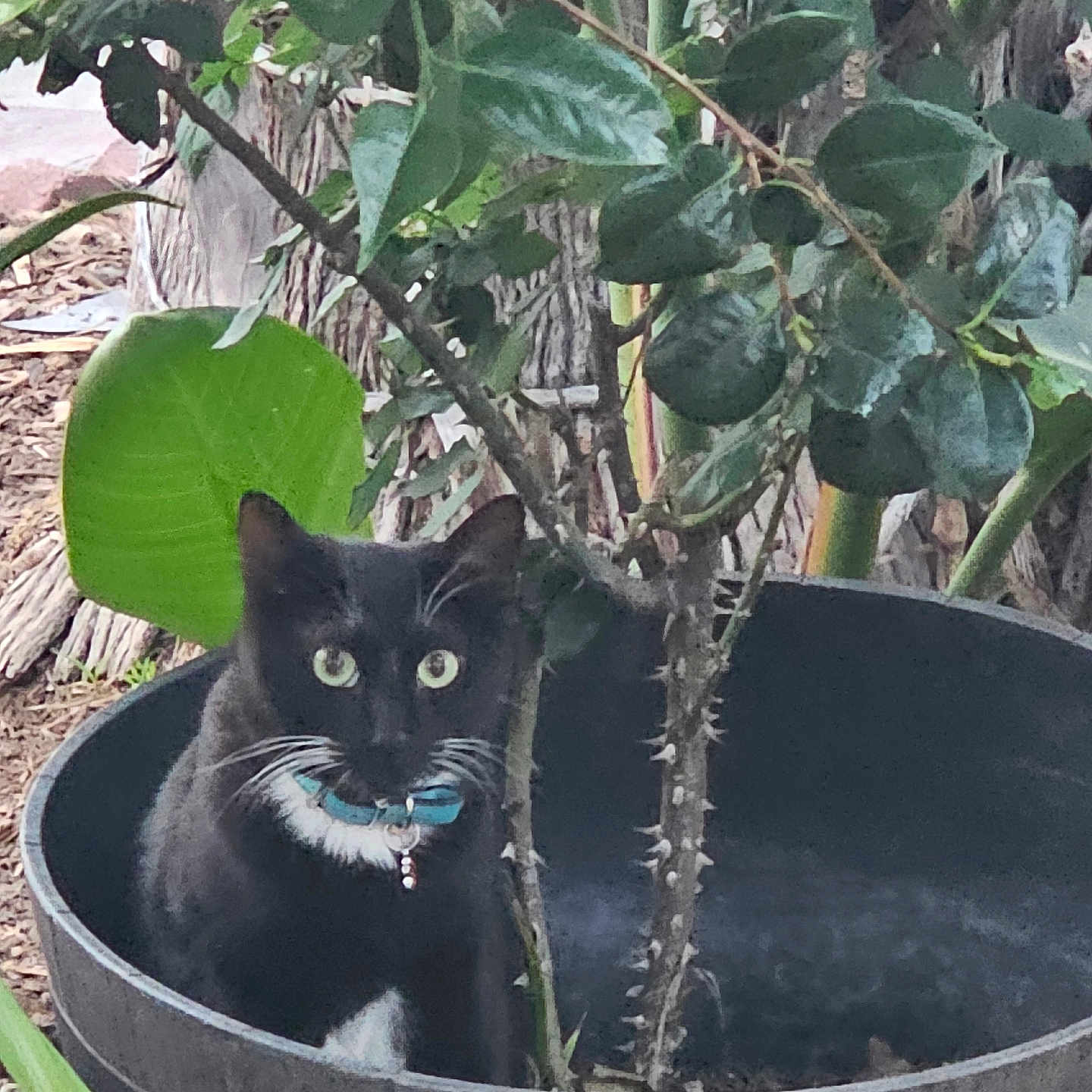 Ozzy is registered to the contest to win money with this photo: animal, black_cat, cat, close_up, collar, curious, domestic_animal, foliage, garden, green_leaves, nature, outdoor, pet, plant_pot, quiet, sitting, thorns, tree_trunk, whiskers, wildlife