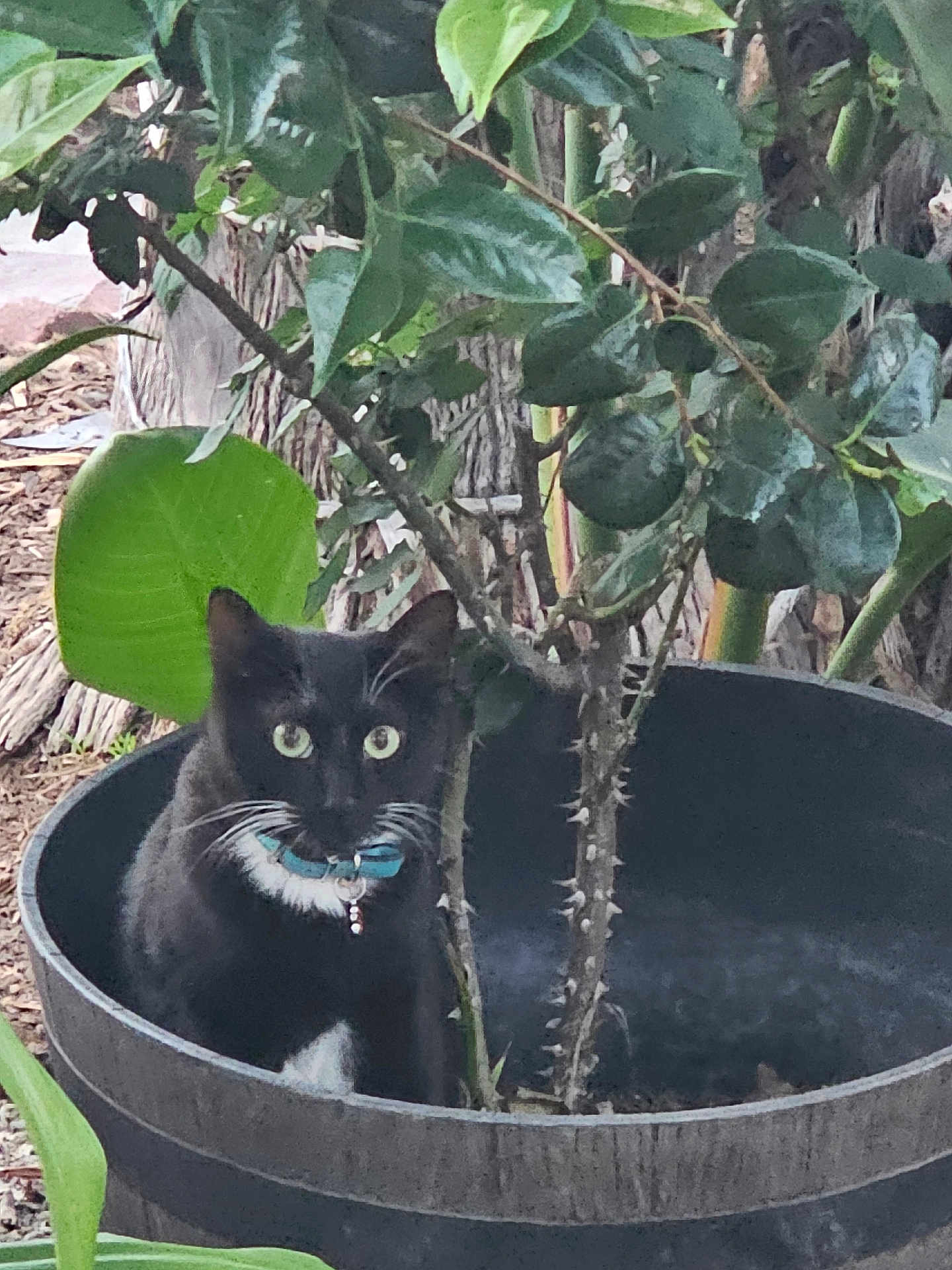 Ozzy is registered to the contest to win money with this photo: cat, black_cat, plant_pot, green_leaves, outdoor, nature, thorns, collar, pet, animal, garden, curious, sitting, whiskers, tree_trunk, foliage, wildlife, close_up, domestic_animal, quiet