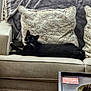 Ozzy joined the competition — help win amazing prizes! cat, black_cat, couch, pillow, blanket, indoor, furniture, living_room, relaxed, pet, mammal, whiskers, face, tail, tray, decor, cozy, home, resting, animal