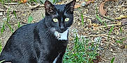 Ozzy joined the competition — help win amazing prizes! cat, black_cat, white_markings, garden, plants, soil, pottery, brick_wall, outdoor, greenery, collar, star_charm, animal, pet, sitting, alert, nature, whiskers, small_flowers, ground