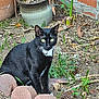 cat, black_cat, white_markings, garden, plants, soil, pottery, brick_wall, outdoor, greenery, collar, star_charm, animal, pet, sitting, alert, nature, whiskers, small_flowers, ground