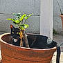 Ozzy is registered to the contest to win money with this photo: cat, black_cat, plant_pot, terracotta, plant, outdoor, sunlight, green_leaves, concrete_wall, tiled_floor, pet, animal, whiskers, tail, relaxing, nature, shade, daylight, curious, cozy