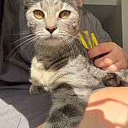 Athena joined the competition — help win amazing prizes! cat, gray_tabby, golden_eyes, whiskers, person, hand, lap, casual_clothing, gray_shirt, yellow_print, sunlight, shadow, indoor, close_up, pet, relaxing, feline, soft_fur, comfort, domestic_animal