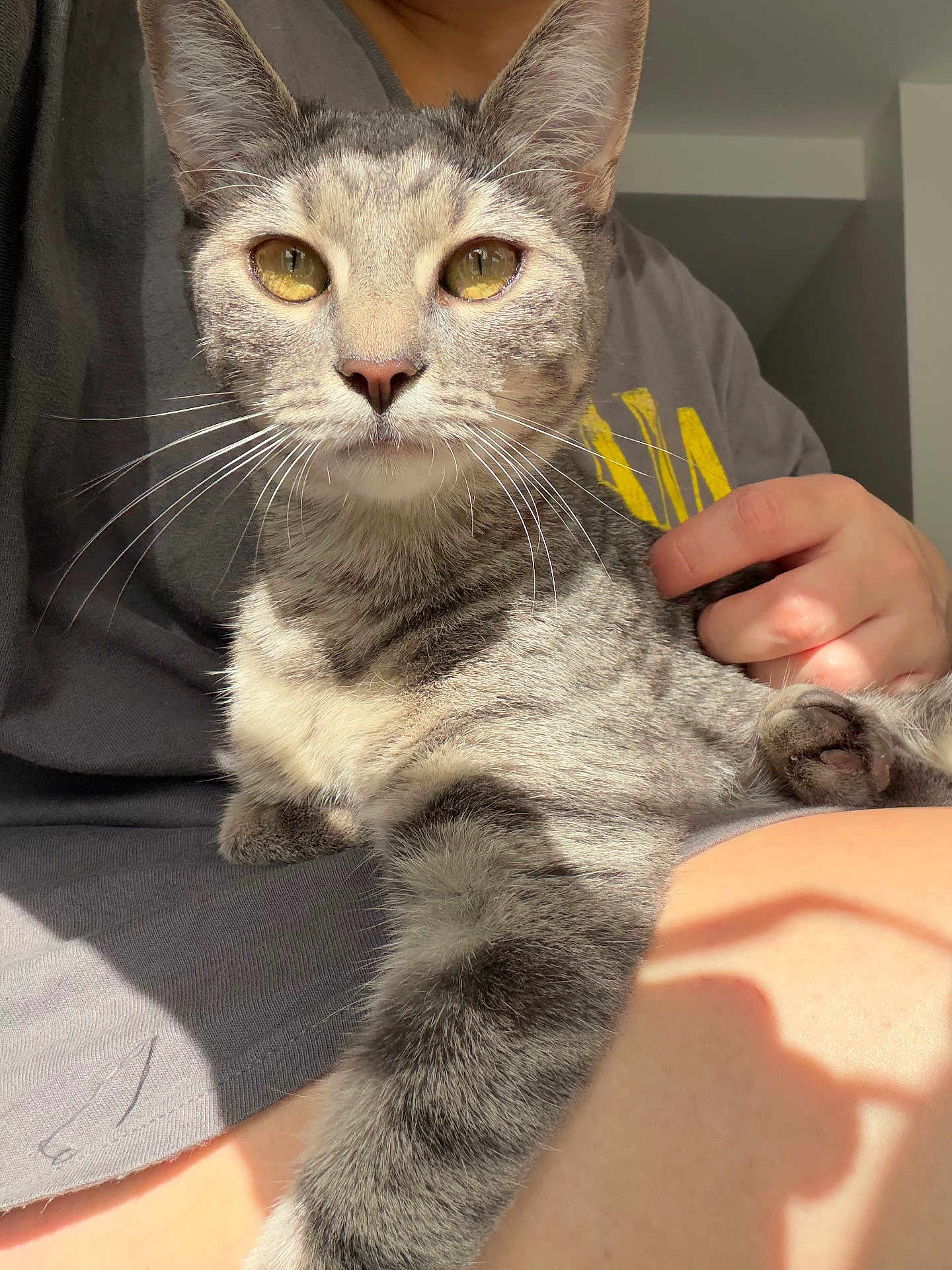 Athena joined the competition — help win amazing prizes! cat, gray_tabby, golden_eyes, whiskers, person, hand, lap, casual_clothing, gray_shirt, yellow_print, sunlight, shadow, indoor, close_up, pet, relaxing, feline, soft_fur, comfort, domestic_animal