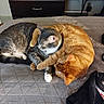 Ellie May is registered to the contest to win money with this photo: cat, orange_cat, gray_cat, bed, blanket, feline, pets, indoor, cozy, hugging, sleeping, resting, fur, animal, cute, domestic, two_cats, companions, comfort, cuddle