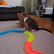 Ellie May is registered to the contest to win money with this photo: cat, cats, indoor, carpet, toy, colorful, cat_tree, litter_box, couch, blanket, floor, curious, pets, animal, feline, playful, home, wood_floor, door, sitting