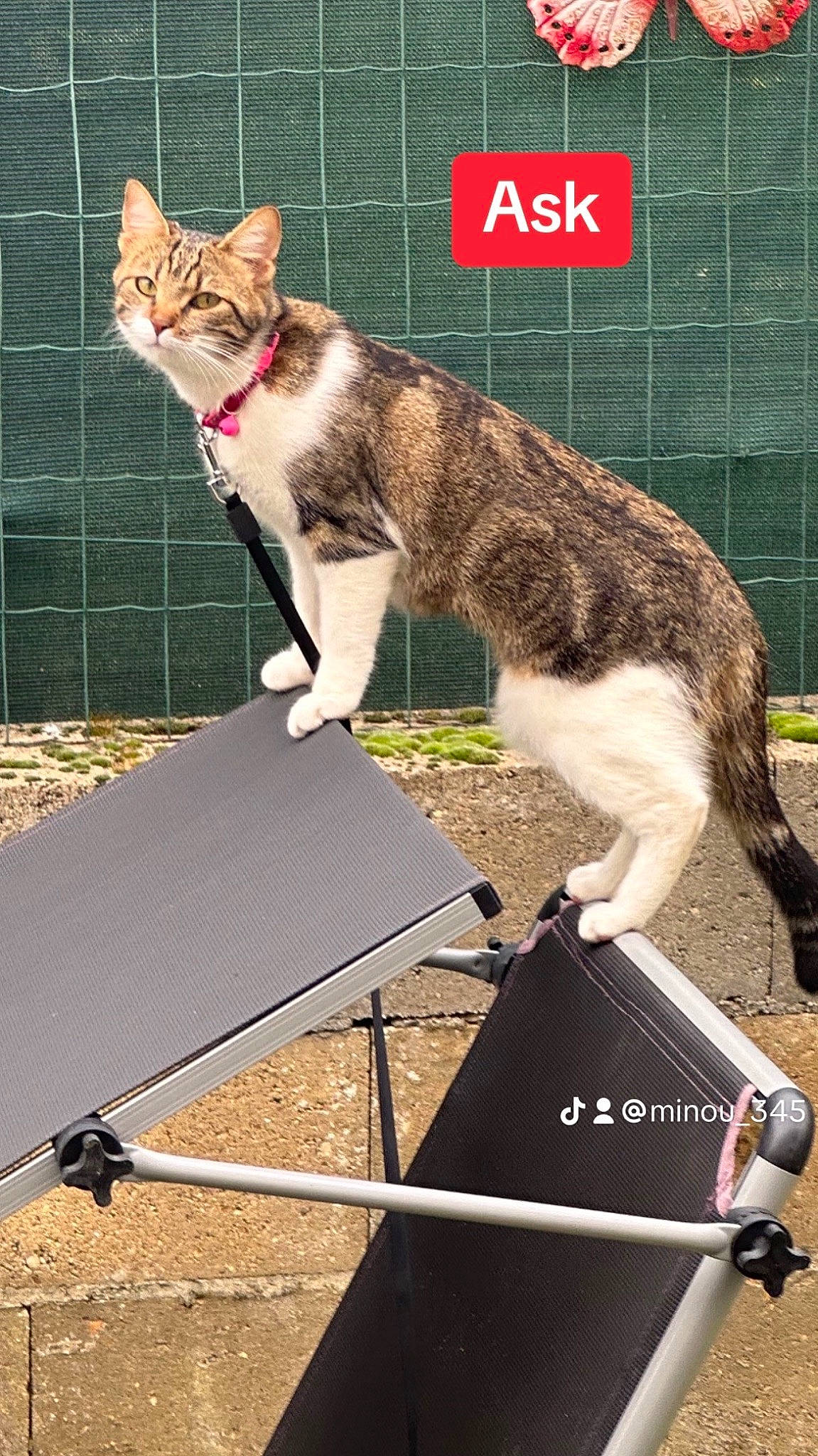 Minou participe au concours pour gagner de l'argent avec cette photo : advertising, animal_training, canidae, carnivore, cat, collar, domestic_short_haired_cat, felidae, fur, grass, mesh, paw, pet_supply, photo_caption, sitting, small_to_medium_sized_cats, tail, terrestrial_animal, whiskers, wildlife