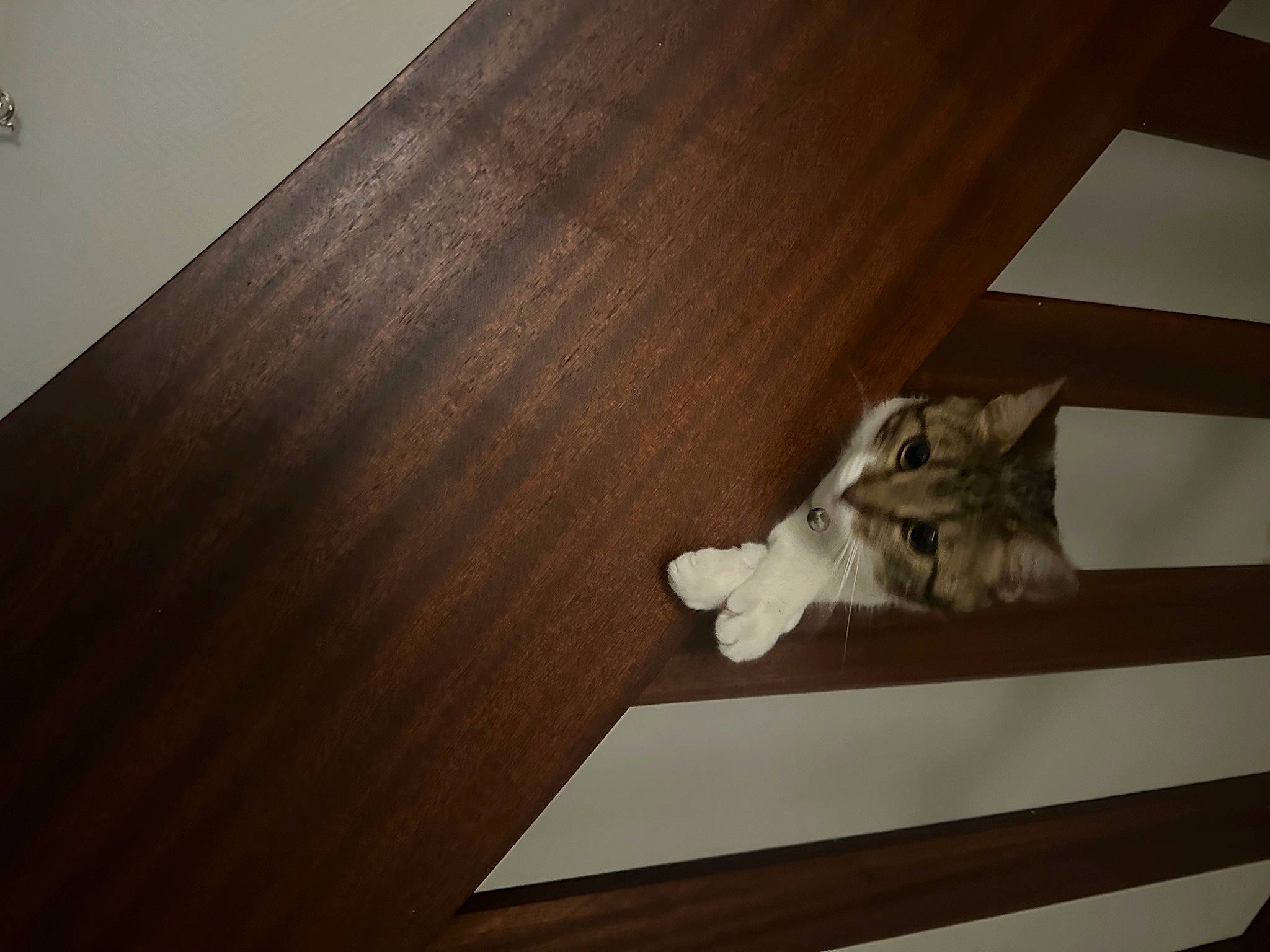 Minou a rejoint le concours — aidez-le/la à gagner de superbes lots ! brown, carnivore, cat, ceiling, domestic_short_haired_cat, felidae, floor, flooring, grey, hardwood, laminate_flooring, plywood, room, small_to_medium_sized_cats, tail, varnish, whiskers, wood, wood_flooring, wood_stain