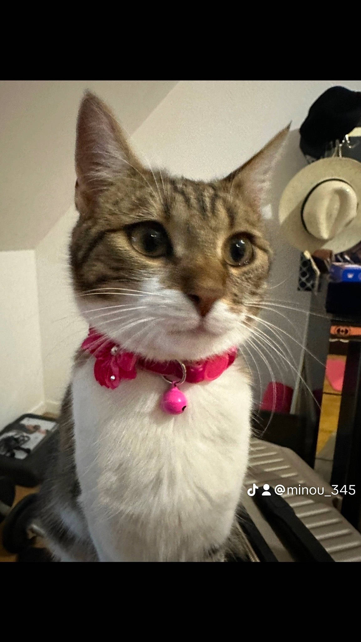 Minou a rejoint le concours — aidez-le/la à gagner de superbes lots ! carnivore, cat, collar, domestic_short_haired_cat, ear, felidae, fur, pet_supply, small_to_medium_sized_cats, snout, whiskers