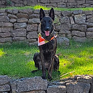 Maggie joined the competition — help win amazing prizes! dog, animal, pet, grass, stone_wall, outdoor, bandana, canine, sitting, happy, ears_up, tongue_out, nature, sunlight, leash, portrait, mammal, guard_dog, alert, brown_black_fur