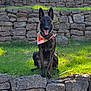 dog, animal, pet, grass, stone_wall, outdoor, bandana, canine, sitting, happy, ears_up, tongue_out, nature, sunlight, leash, portrait, mammal, guard_dog, alert, brown_black_fur