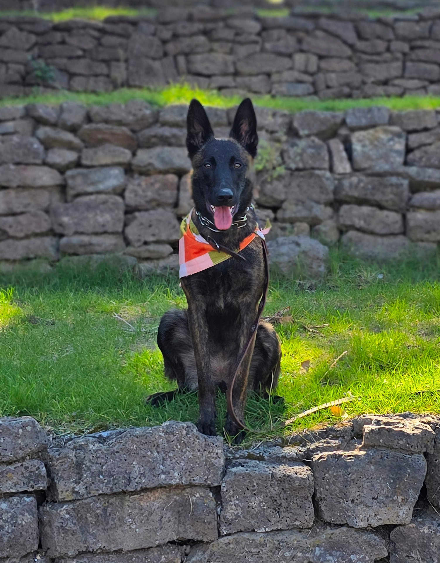 Maggie joined the competition — help win amazing prizes! dog, animal, pet, grass, stone_wall, outdoor, bandana, canine, sitting, happy, ears_up, tongue_out, nature, sunlight, leash, portrait, mammal, guard_dog, alert, brown_black_fur