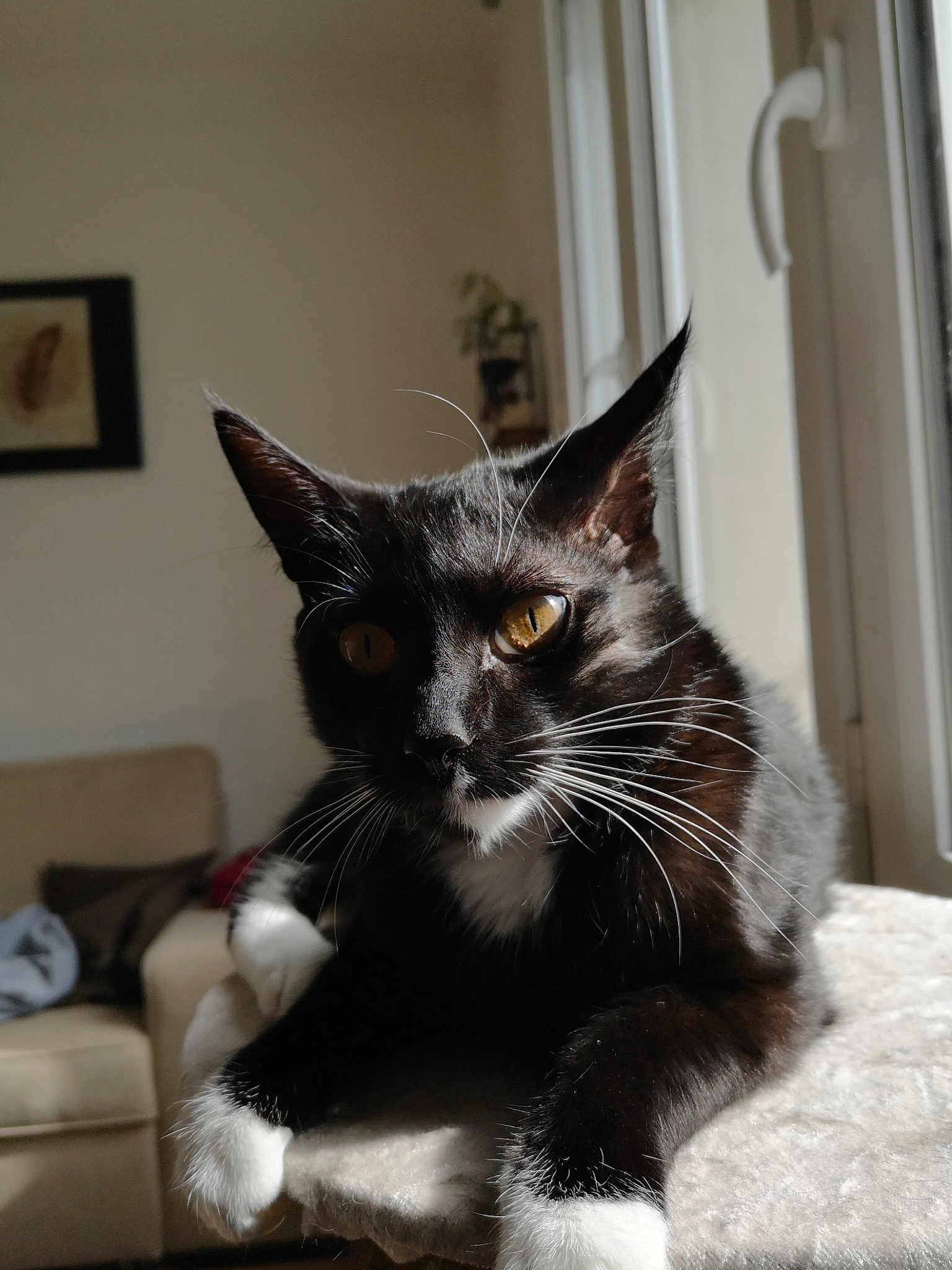 Berlioz