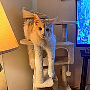 Samson joined the competition — help win amazing prizes! cat, cat_tree, indoor, lamp, television, fox_news, furniture, wood_floor, wall, pet, fluffy, relaxed, animal, domestic_cat, living_room, household, cozy, dangling_paw, light, screen