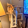 cat, cat_tree, indoor, lamp, television, fox_news, furniture, wood_floor, wall, pet, fluffy, relaxed, animal, domestic_cat, living_room, household, cozy, dangling_paw, light, screen