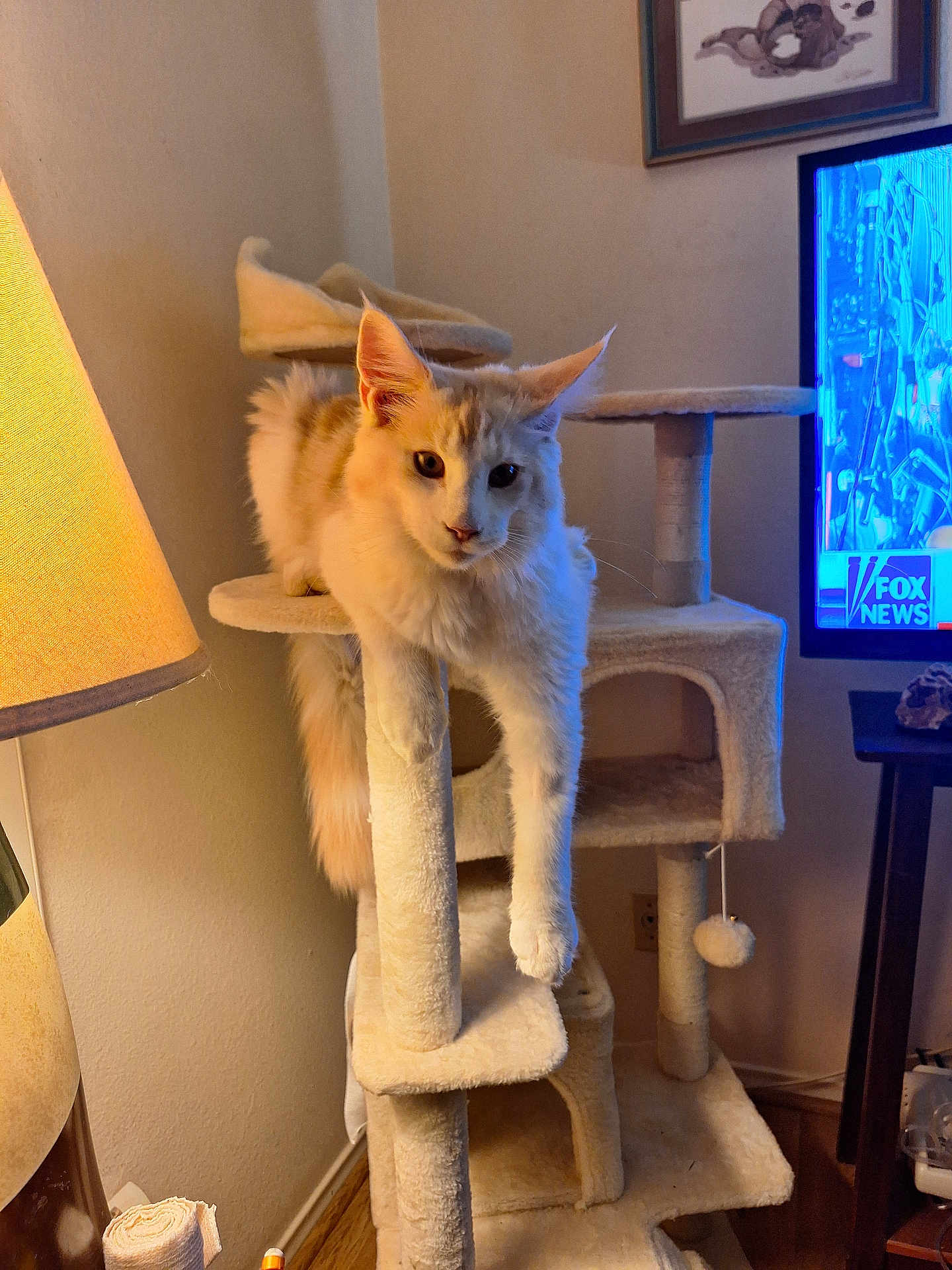 Samson joined the competition — help win amazing prizes! cat, cat_tree, indoor, lamp, television, fox_news, furniture, wood_floor, wall, pet, fluffy, relaxed, animal, domestic_cat, living_room, household, cozy, dangling_paw, light, screen