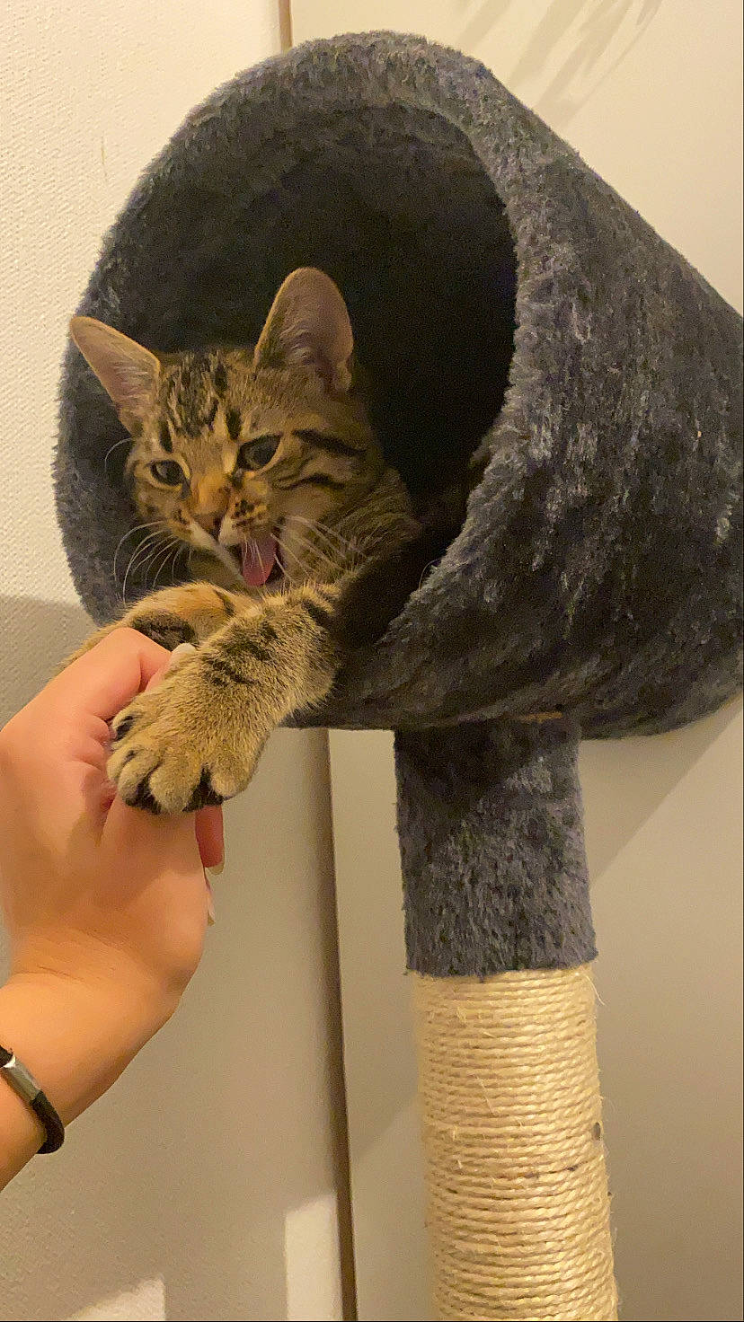 Ghibli participe au concours pour gagner de l'argent avec cette photo : bracelet, carnivore, cat, cat_furniture, cat_supply, domestic_short_haired_cat, felidae, finger, fur, nail, pet_supply, skin, small_to_medium_sized_cats, snout, tail, toe, vertebrate, watch, whiskers, wrist