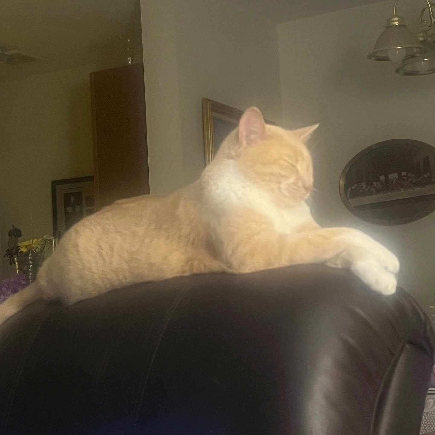Spicy And Sugar joined the competition — help win amazing prizes! animal, cat, chair, chandelier, feline, flowers, furniture, ginger_cat, home, indoor, living_room, lounging, orange_tabby, paw, pet, relaxed, sleeping, tail, warm_lighting, whiskers