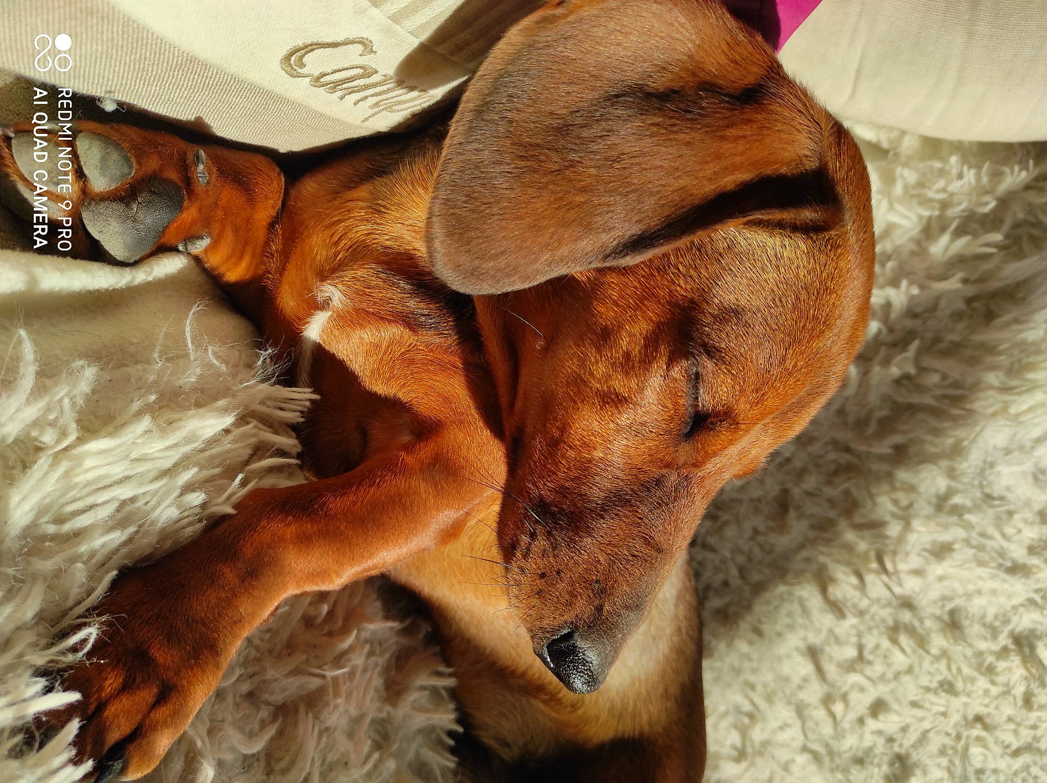 Moutarde participe au concours pour gagner de l'argent avec cette photo : brown, canidae, carnivore, comfort, companion_dog, dog, dog_breed, fawn, fur, hound, hunting_dog, liver, scent_hound, snout, sporting_group, tan, working_animal, working_dog