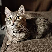 Kitty joined the competition — help win amazing prizes! alert, animal, bell, brown, cat, closeup, collar, couch, cute, domestic, feline, fur, indoor, mammal, pet, relaxed, tabby, texture, whiskers, yellow_eyes