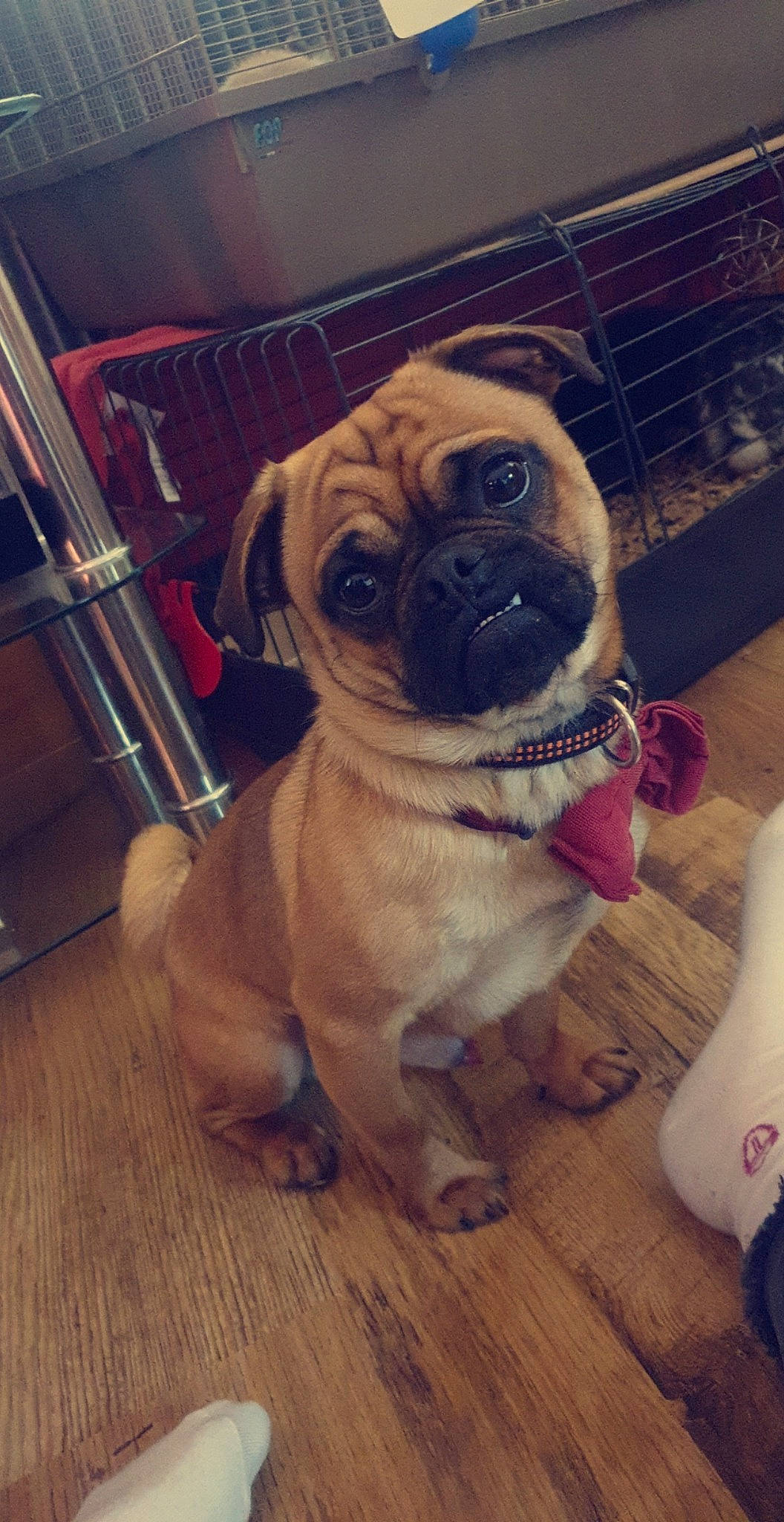 Djack participe au concours pour gagner de l'argent avec cette photo : ancient_dog_breeds, canidae, carnivore, companion_dog, dog, dog_breed, fawn, mammal, pug, puggle, puppy, puppy_love, skin, snout, toy_dog