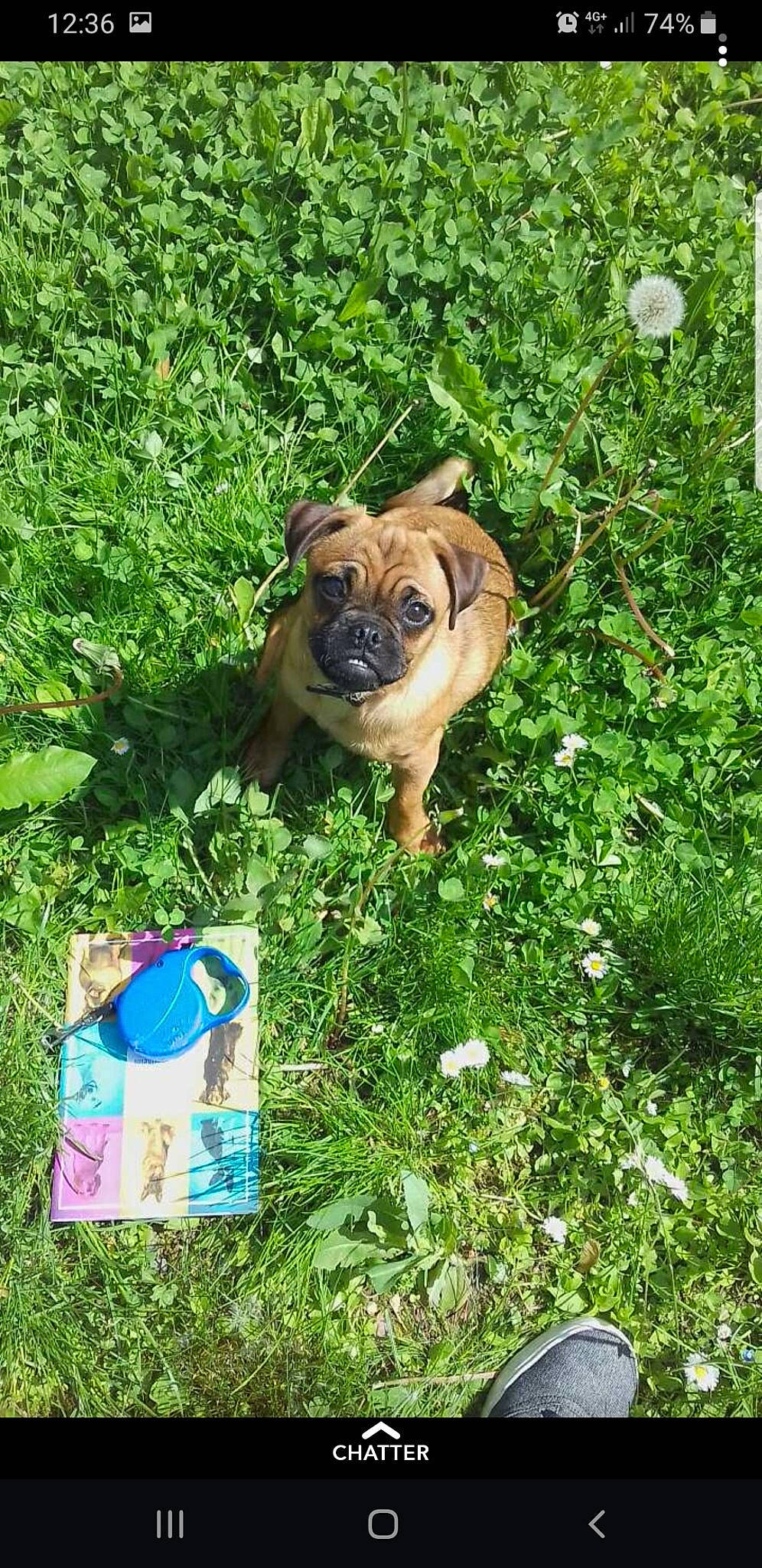 Djack participe au concours pour gagner de l'argent avec cette photo : boerboel, canidae, carlin_pinscher, carnivore, companion_dog, dog, dog_breed, fawn, grass, mammal, perro_de_presa_mallorquin, plant, pug, puppy, shar_pei, vertebrate