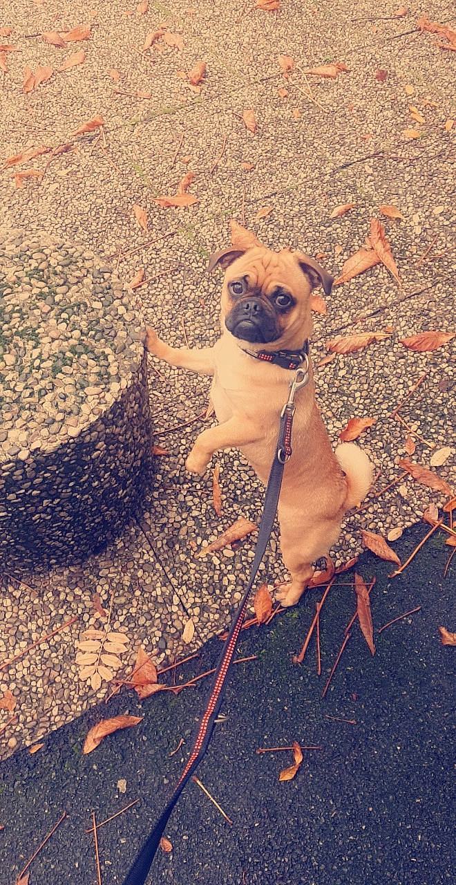 Djack a rejoint le concours — aidez-le/la à gagner de superbes lots ! bullmastiff, canidae, carnivore, companion_dog, dog, dog_breed, fawn, pug, puggle, puppy, snout, toy_dog