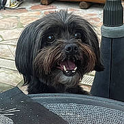 Maely participe au concours pour gagner de l'argent avec cette photo : dog, black_dog, pet, animal, outdoor, table, napkin, happy, smiling, fur, beard, eyes, nose, mouth, teeth, background, stone_floor, wood, patio, close_up