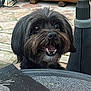 dog, black_dog, pet, animal, outdoor, table, napkin, happy, smiling, fur, beard, eyes, nose, mouth, teeth, background, stone_floor, wood, patio, close_up