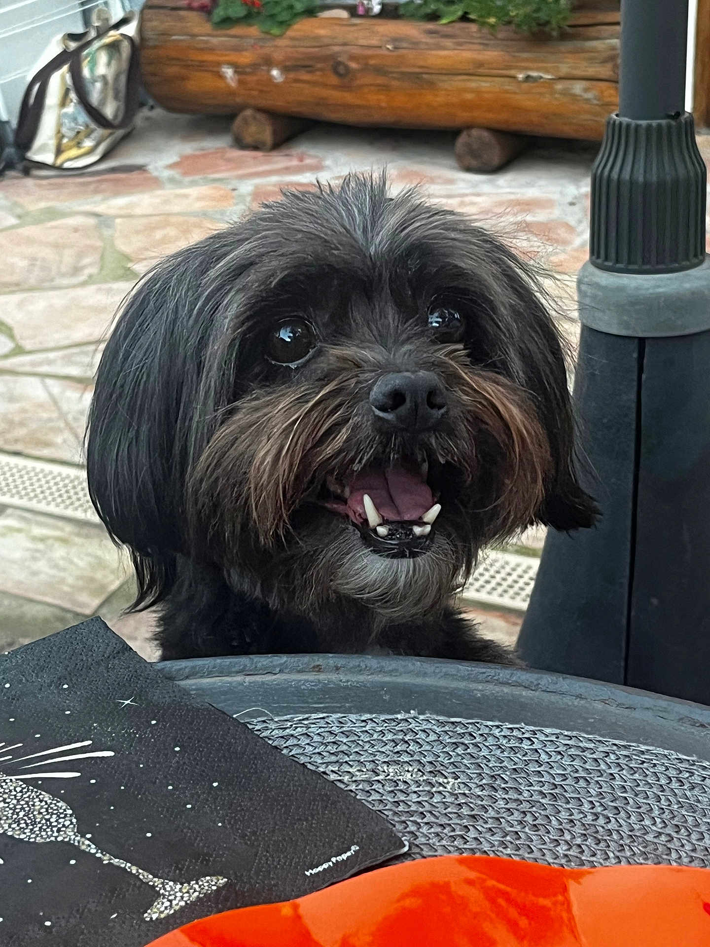 Maely participe au concours pour gagner de l'argent avec cette photo : dog, black_dog, pet, animal, outdoor, table, napkin, happy, smiling, fur, beard, eyes, nose, mouth, teeth, background, stone_floor, wood, patio, close_up