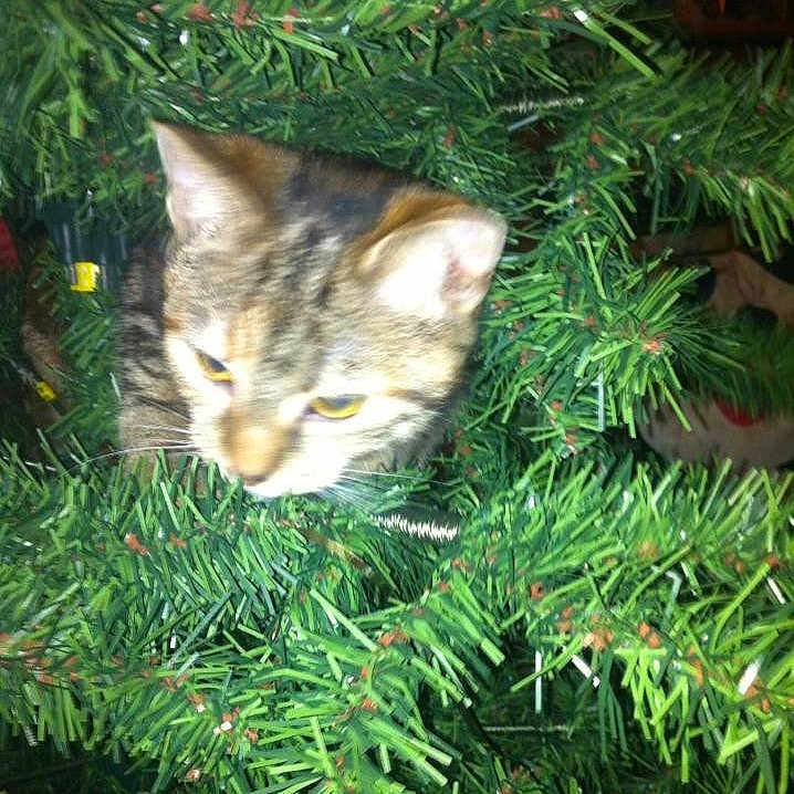 Dollar joined the competition — help win amazing prizes!