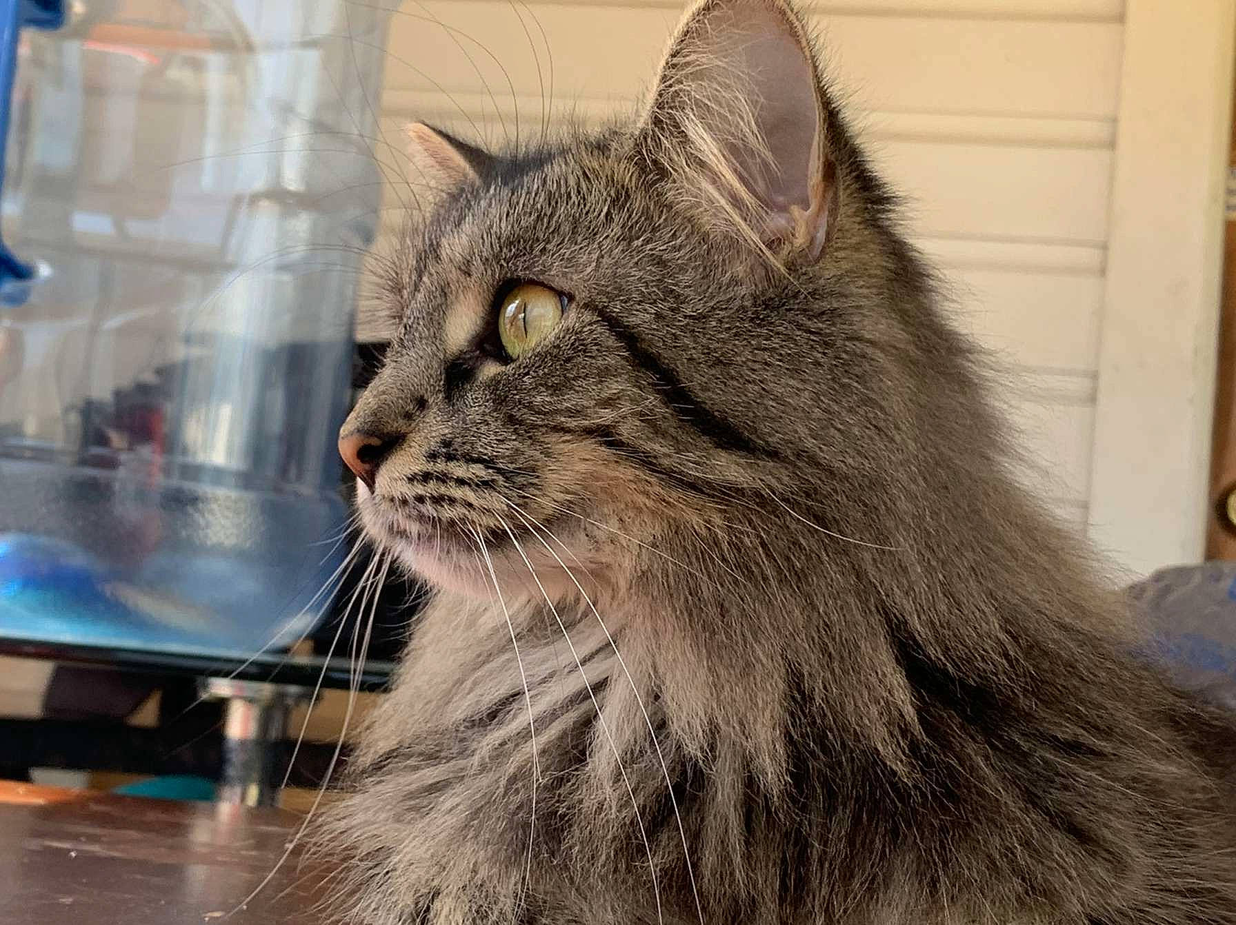 Jojo joined the competition — help win amazing prizes! carnivore, cat, domestic_short_haired_cat, felidae, flooring, fur, hair, maine_coon, small_to_medium_sized_cats, snout, terrestrial_animal, whiskers, window, wood