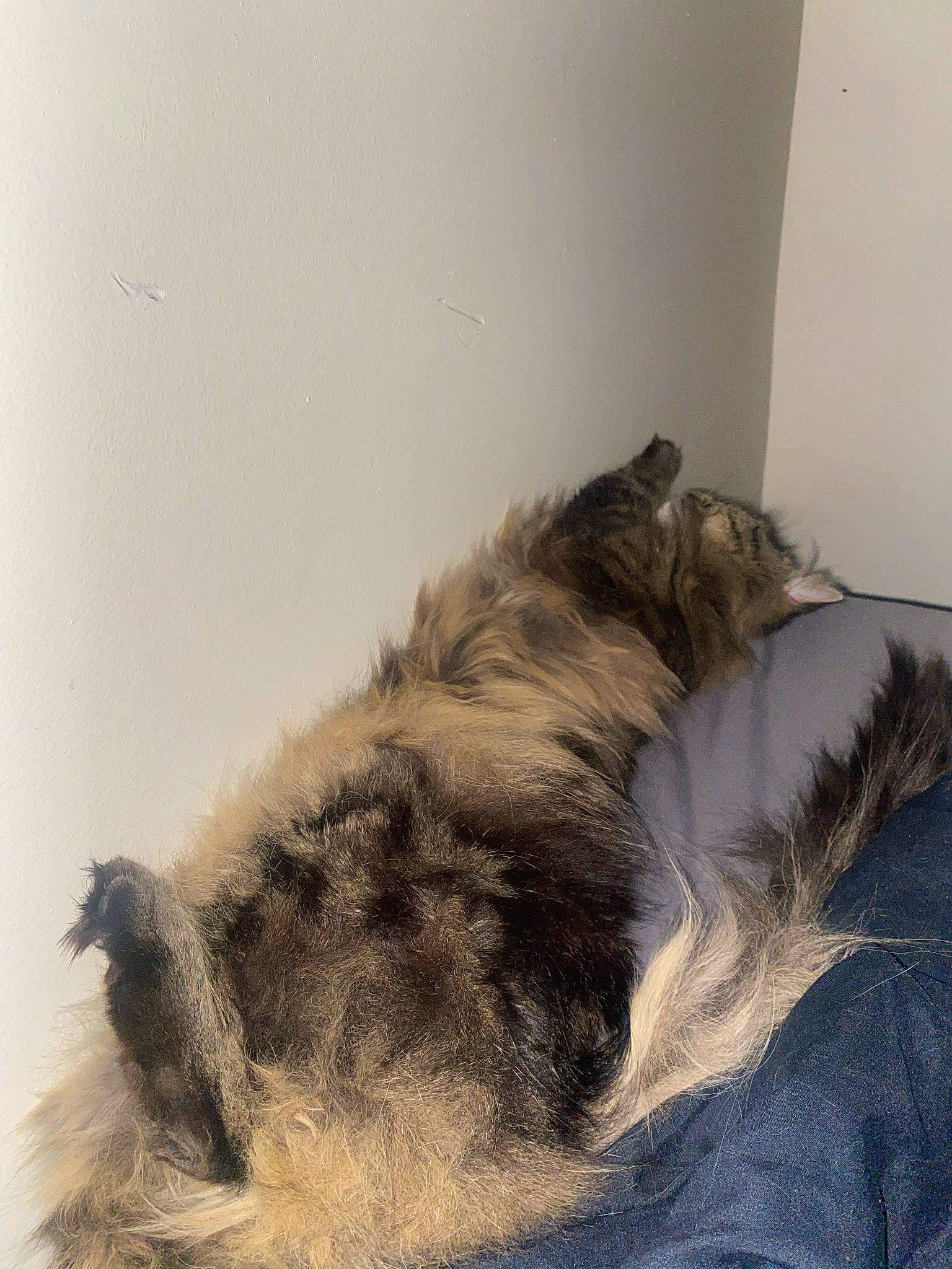 Jojo is registered to the contest to win money with this photo: canidae, carnivore, comfort, companion_dog, dog, dog_breed, felidae, fur, liver, nap, natural_material, paw, sleep, small_to_medium_sized_cats, snout, sporting_group, tail, whiskers