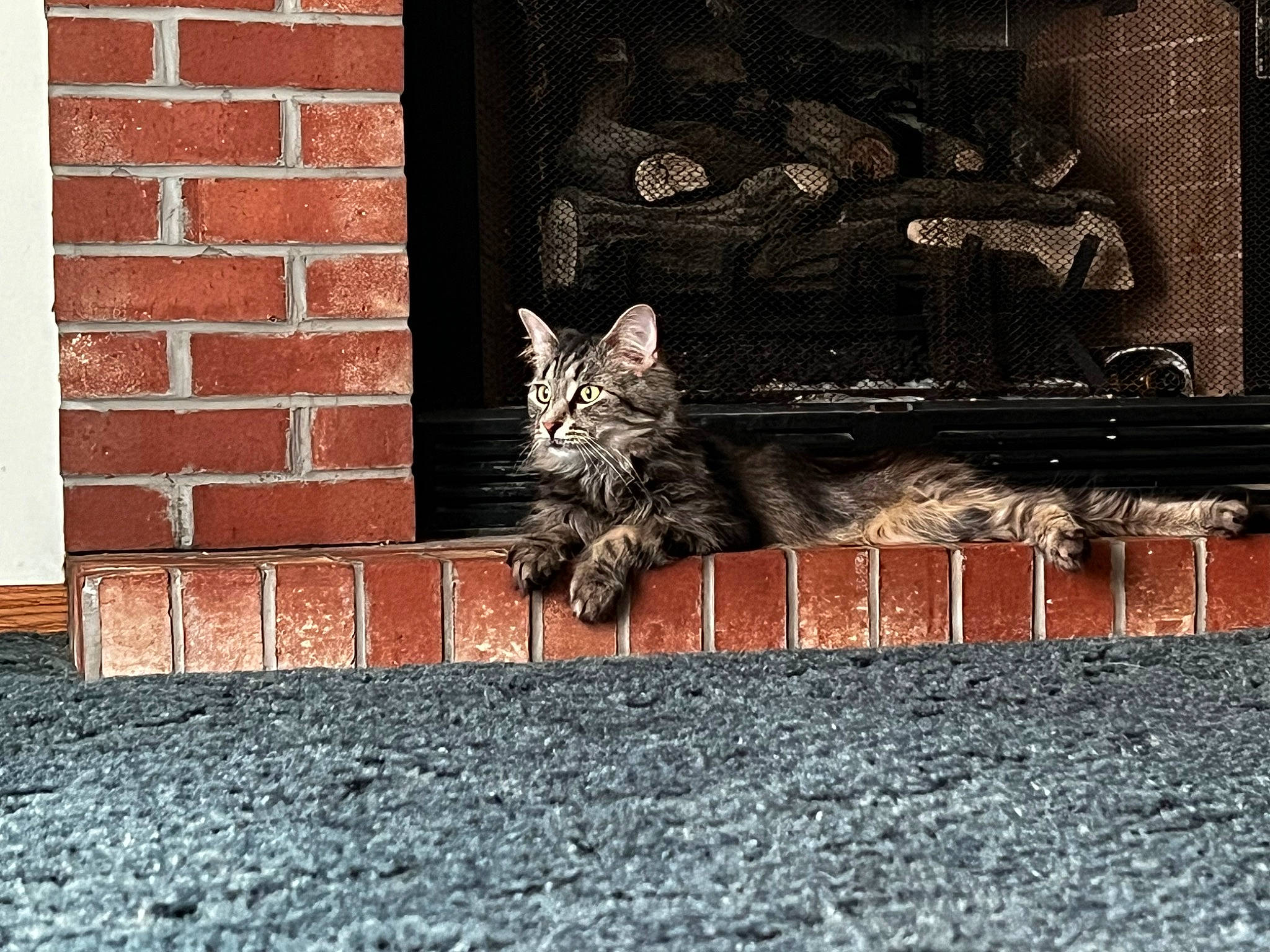 Jojo is registered to the contest to win money with this photo: asphalt, brick, brickwork, carnivore, cat, domestic_short_haired_cat, felidae, flooring, grass, grey, rectangle, road_surface, small_to_medium_sized_cats, snout, tail, vertebrate, wall, whiskers, window, wood